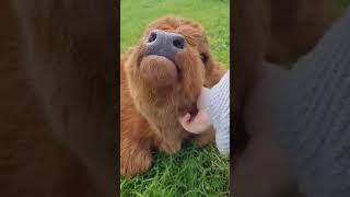 Mr. cow #cow #animals #cute #pets