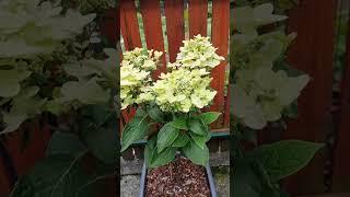 Гортензия метельчатая Полестар 2.06.24#garten #hortensien #hydrangea #дача #германия #гортензия