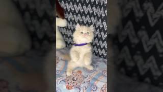 Cute kitten standing ‍️ #newsong #music #love #catcare