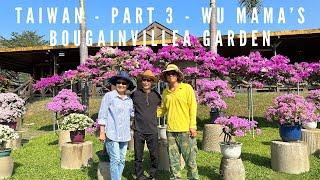 Taiwan - Wu Mama's Bougainvillea Garden - Part 3