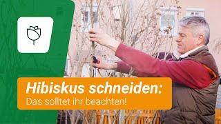 Hibiskus richtig schneiden: Das solltet ihr beachten