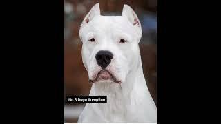 Top 5 Exotic Dog Breeds in the World!!