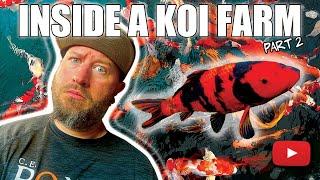 Inside a KOI FARM (Part 2)