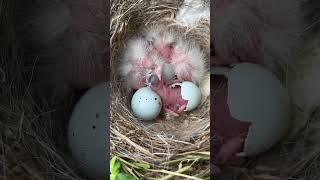 Baby Bird Hatched  🪺 #shorts #animals #wildlife #birds