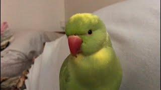 Ricco the parrot talking and making cute noises.