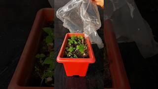 Unlock 100% Success: Cordyline Plant Cuttings Soil Propagation Guide! #propagation #cordyline