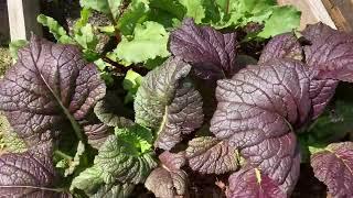 Growing Giant Red Mustard Greens
