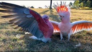 Cockatoo Trio 2_2