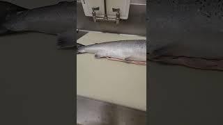 Practice #california #santarosa #howto #food #adventure #foodie #fish #knifeskills #salmon
