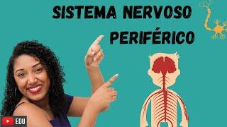 Sistema Nervoso Periférico - Aula