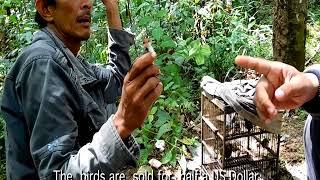 The poaching, smuggling and selling of wild birds in Indonesia is cruel