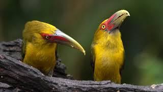 The Atlantic Rainforest from SE Brazil - Photo Tour -        Mata Atlântica Brasileira