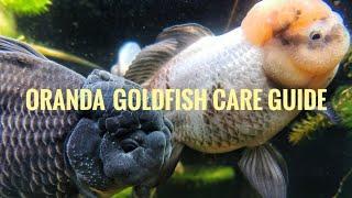 Caring for Oranda Goldfish!