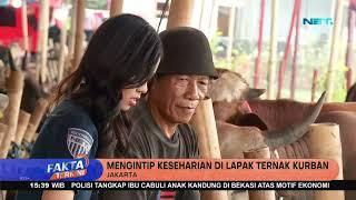 Mengintip Keseharian Di Lapak Ternak Kurban - Fakta Terkini