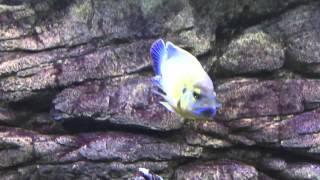 125 gallon Malawi tank | Stocking list update | African cichlid Showtank