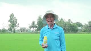 Brightstar 25SC - Bí quyết giúp lúa ngắn lóng, chống sập hiệu quả từ Hợp Trí