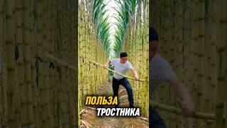 А ВЫ ПРОБОВАЛИ? #туризм #новости #путешествия #travel