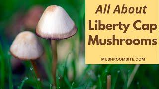 Magic Mushrooms -- All About the Liberty Cap (Psilocybe Semilanceata)