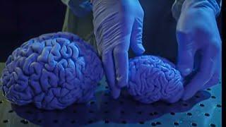 My Brain is Bigger than Your Brain: Humans VS Apes | Apes | BBC Studios