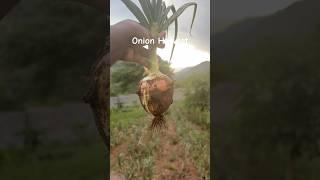 Our first Onion Harvest#harvest #vegetables #youtube #gardening #viralvideo #shorts #shortsvideo