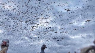 100,000 SNOW GEESE LANDING!! Crazy Snow Goose Hunt!! Massive Rainouts