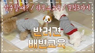 아기강아지 배변훈련 교육 I 강아지 대소변 훈련 I 2개월 강아지 훈련