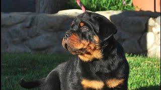 Puppy pick-up EXPERIENCE! Day in the life of a German Rottweiler Breeder Episode 6