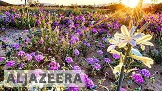 Wildflower 'super bloom' springs in California