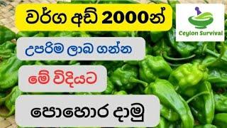 වර්ගඅඩ් 2000 හරිතාගාරයේ අවුරුද්දක පොහොර යෙදීම හා වියදම/fertilizer for soctch bonnet|Ceylon Survival