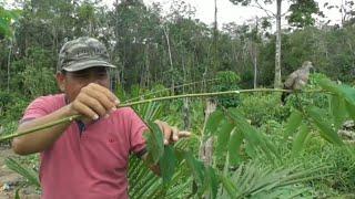 Jebakan burung perkutut dengan pulut lidi.