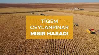 TİGEM Ceylanpınar Tarım İşletmesinde mısır hasadı devam ediyor