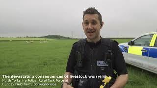 North Yorkshire Police, the devastating consequences of livestock worrying