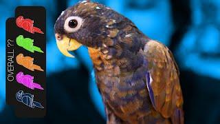 Bronze Wing Pionus, The Loyal Lap Dog Parrot?