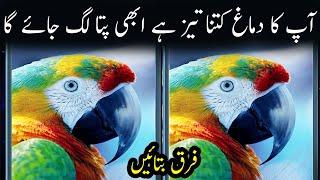 Riddles That Will Test Your Brain | Riddles only Genius People can Solve   Riddles With Answers Urdu