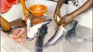 SROL LRP Ifesowapo Fish Market