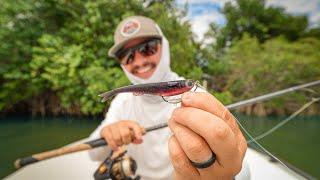 Mini Mullet Got Smashed by Snook in Mangroves + Redfish Shallow!