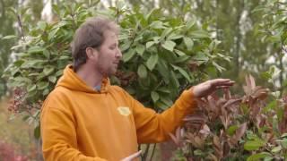 Photinia Red Robin   Sizes and Shapes