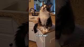 This cat's favorite thing from her momma is so cute 