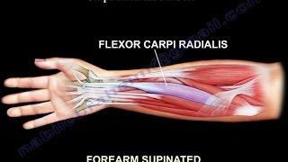 Anatomy Of The Flexor Carpi Radialis Muscle - Everything You Need To Know - Dr. Nabil Ebraheim