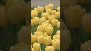 Затишне та сакральне місце у Дніпрі #нашемісто #дніпро #новинидніпра