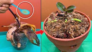 This magical water instantly revives any rotting orchid