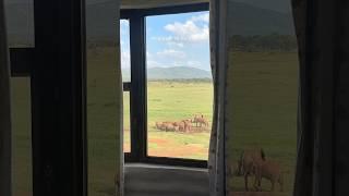 How I Woke Up in Kenya Africa #tourism #animals #wildlife #safari #africansafari #uganda #gorilla