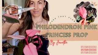 Philodendron Pink Princess Propagation & Care | White Princess Philodendron Plant Propagation Update