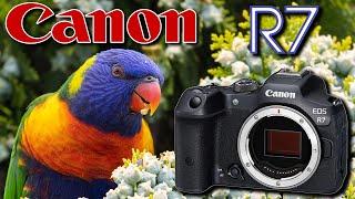 Canon R7 Bird Photography - Real World Test of EYE DETECT for Videos & Stills