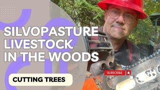 How To Raise Livestock In The Woods Using The Silvopasture Method, Including Cutting Firewood.