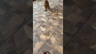 Odin the baby Jaguar is fast when he’s hungry!