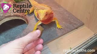 Repashy Beardie Buffet - Bearded Dragon Taste Test