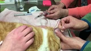 Aural hematoma in a cat. Quick easy, cheap (but short term) method to correct.