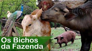 Bichos da Fazenda Galinhas, Patos, Pavão, Búfalo, Cavalo e Boi