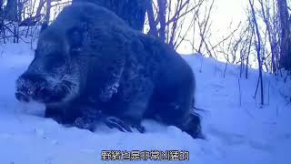 【老虎】東北虎完達山一號捕殺成年野豬Northeast Tiger Wandashan No. 1 killed an adult wild boar